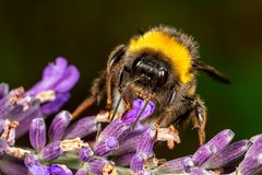Hummel auf Lavendel
