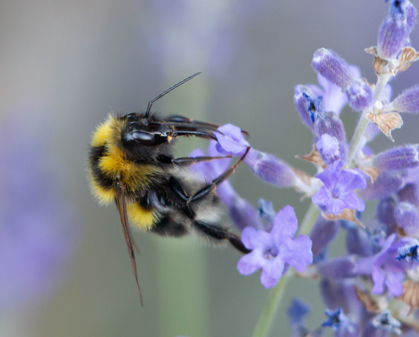 Hummel auf Lavendel