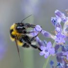 Hummel auf Lavendel