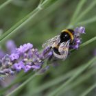 Hummel auf Lavendel