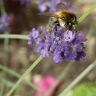 Hummel auf Lavendel