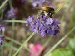 Hummel auf Lavendel