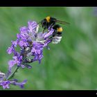 Hummel auf Lavendel Blüte........