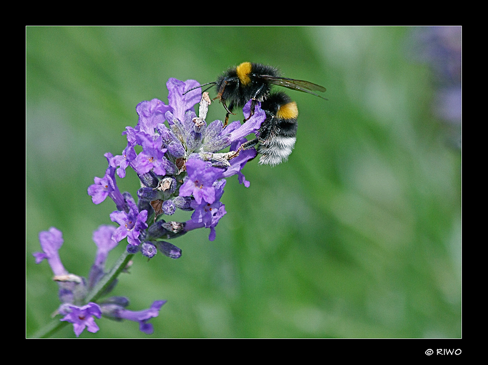 Hummel auf Lavendel Blüte........