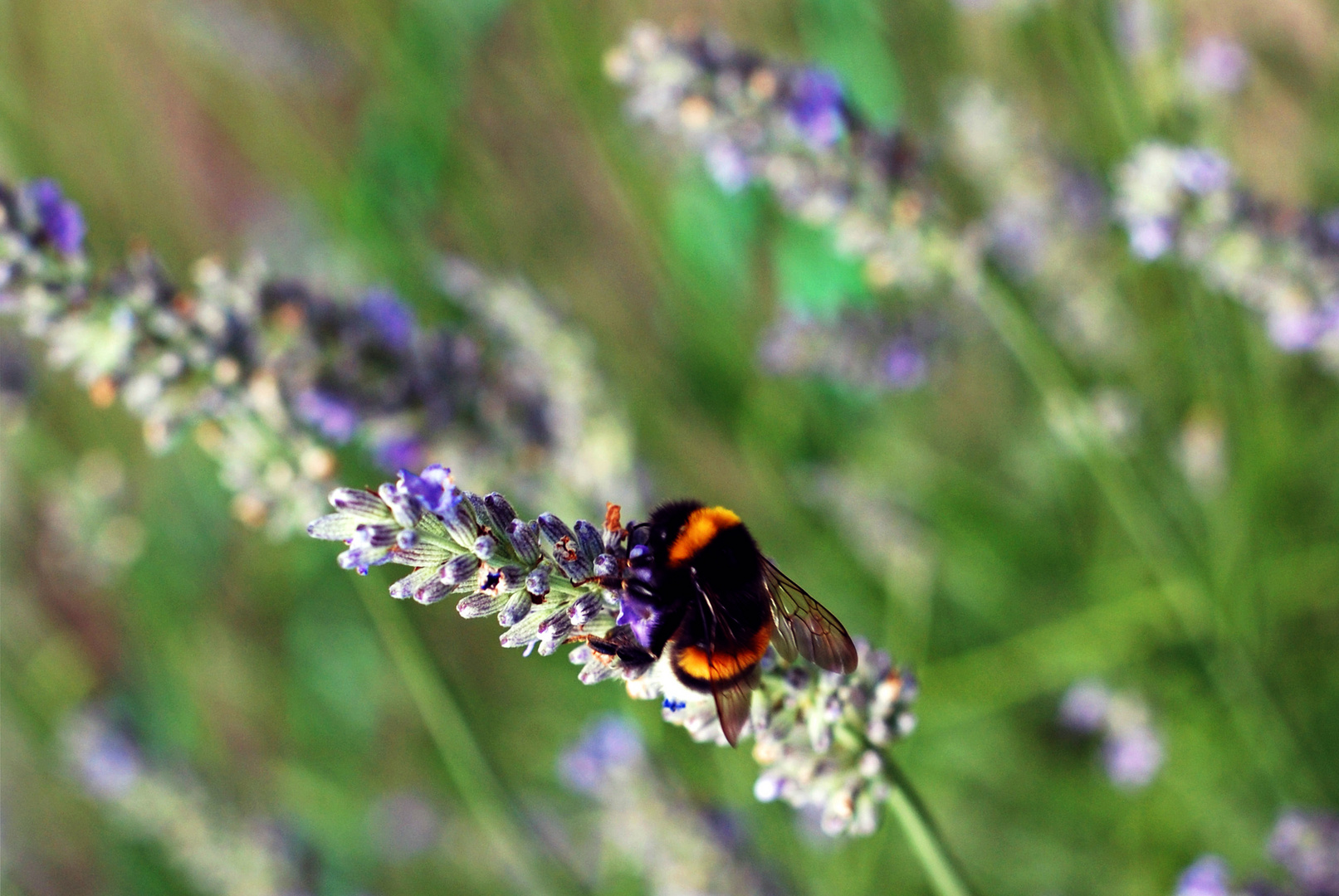 Hummel auf Lavendel