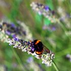 Hummel auf Lavendel