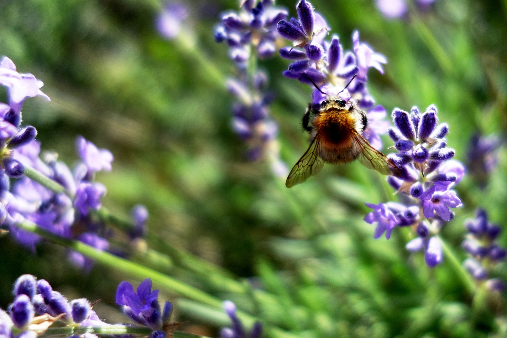 Hummel auf Lavendel