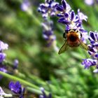 Hummel auf Lavendel