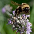 Hummel auf Lavendel