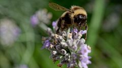 Hummel auf Lavendel