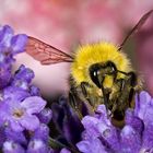 Hummel auf Lavendel