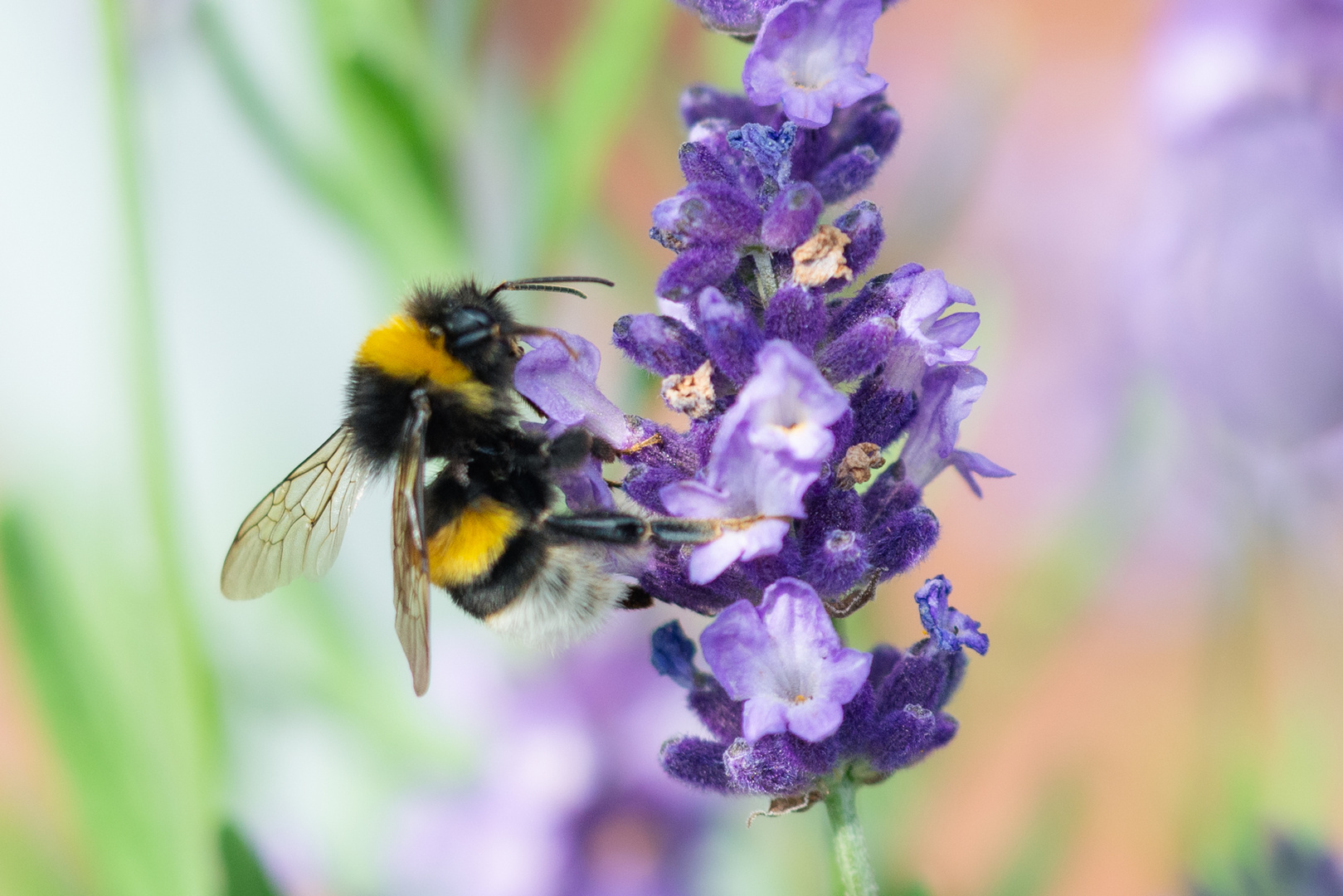 Hummel auf Lavendel. 