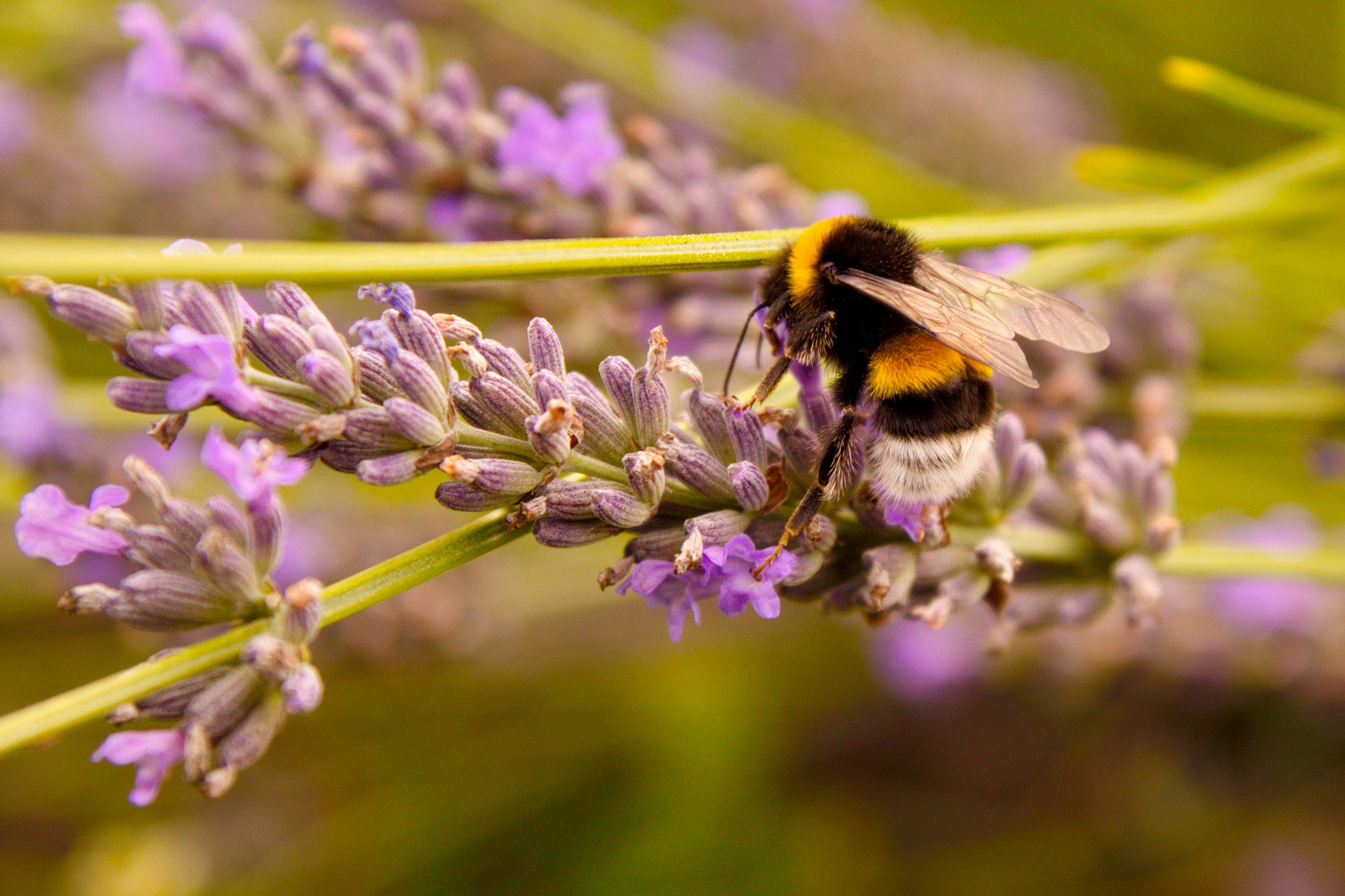 Hummel auf Lavendel, Sommer 2015