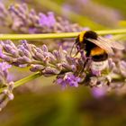 Hummel auf Lavendel, Sommer 2015