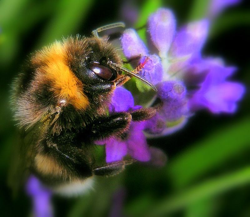 Hummel auf Lavendelblüte