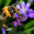 Hummel auf Lavendelblüte