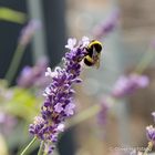 Hummel auf Lavendelblüte