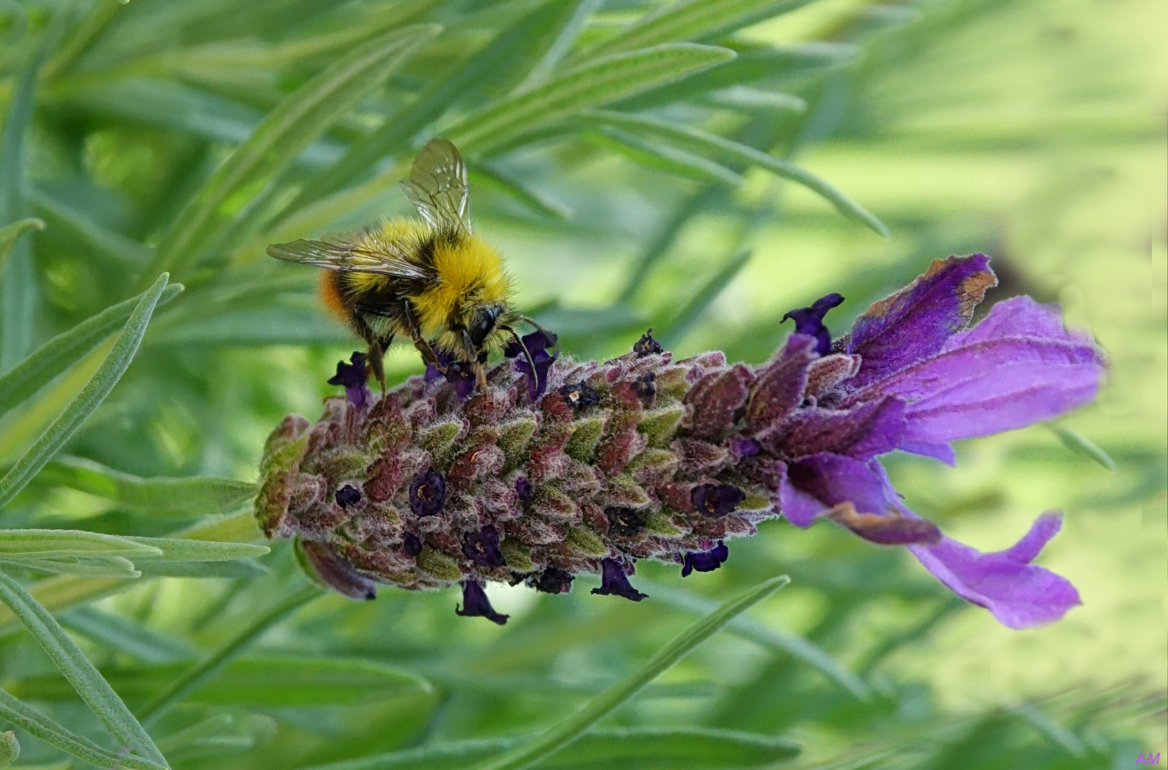 Hummel auf Lavendelblüte