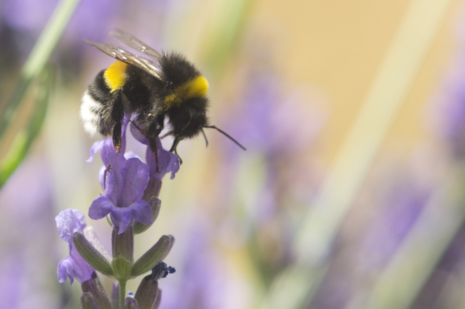 Hummel auf Lavendelblüte Nr. 2