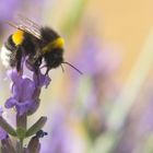 Hummel auf Lavendelblüte Nr. 2