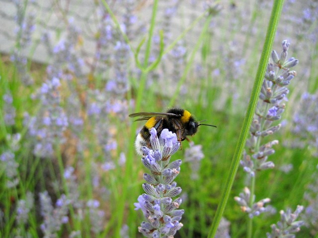 Hummel auf Lavendelblume