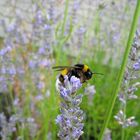 Hummel auf Lavendelblume