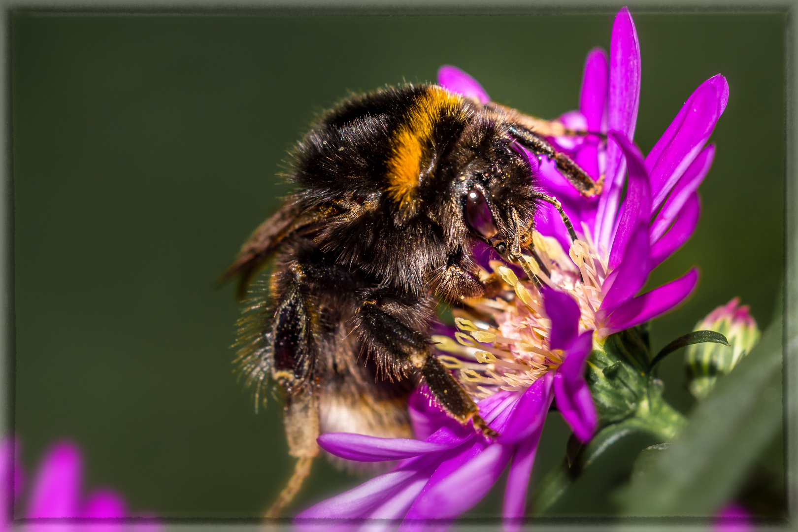 Hummel auf lila Blüte