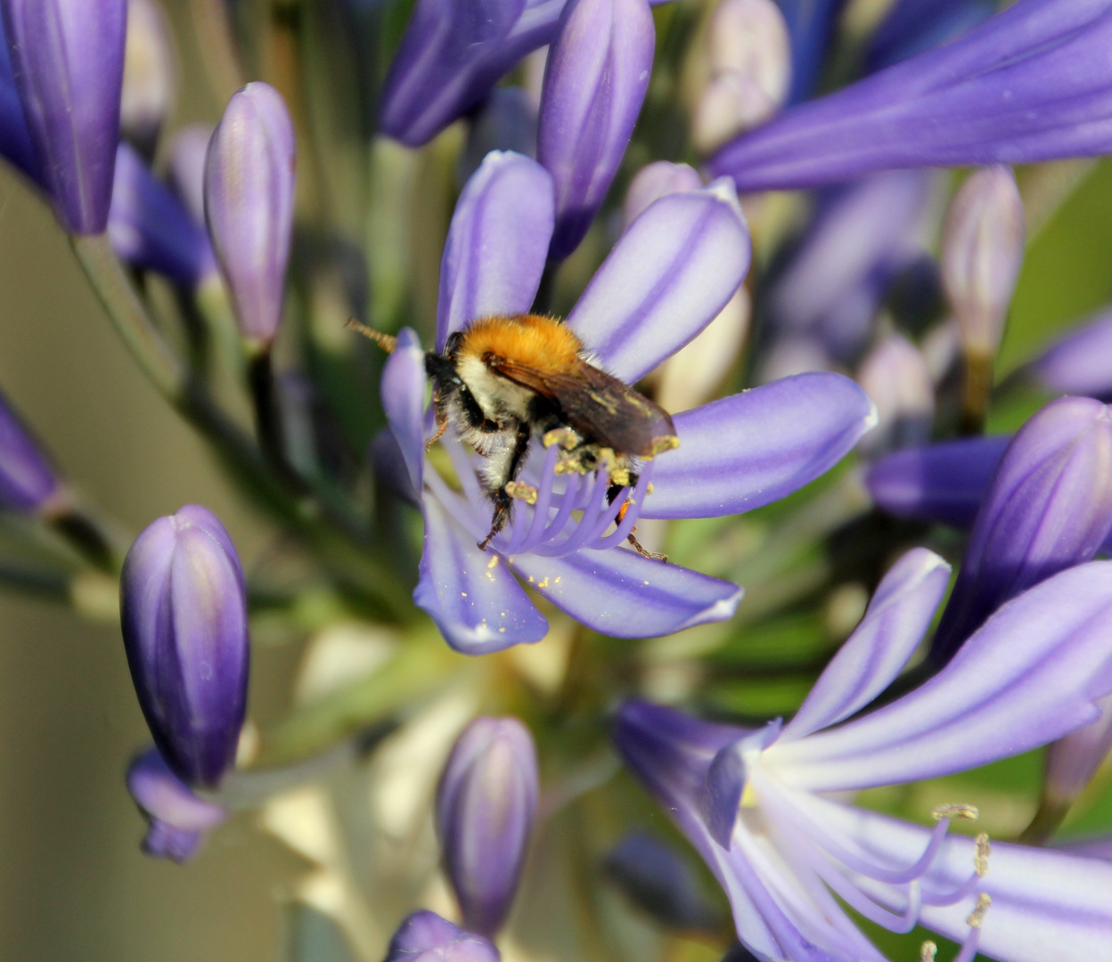 Hummel auf Lilienblüte