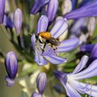 Hummel auf Lilienblüte