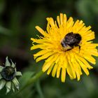 Hummel auf Löwenzahn