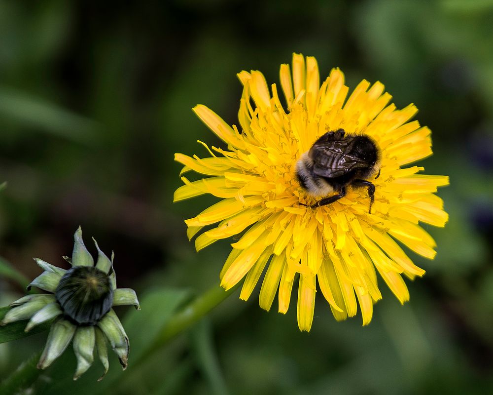 Hummel auf Löwenzahn