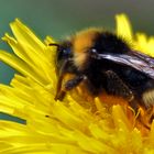 Hummel auf Löwenzahn