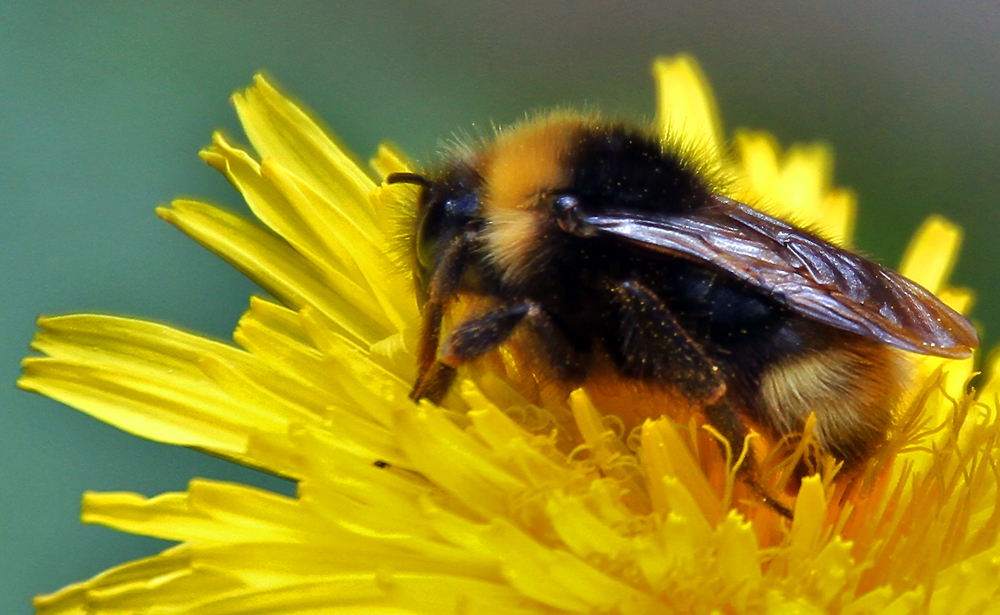 Hummel auf Löwenzahn