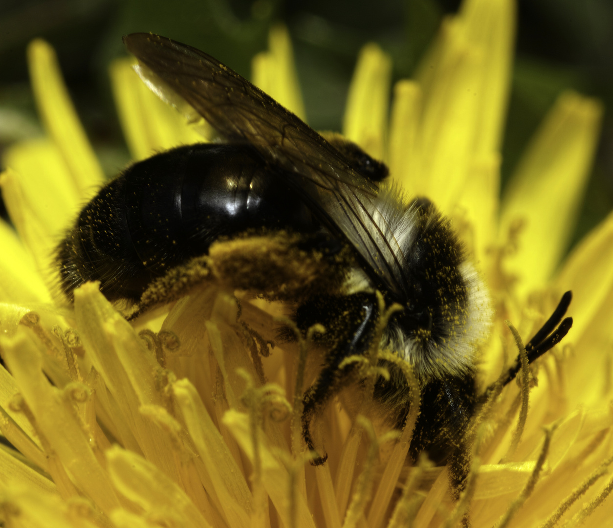 Hummel auf Löwenzahn 1