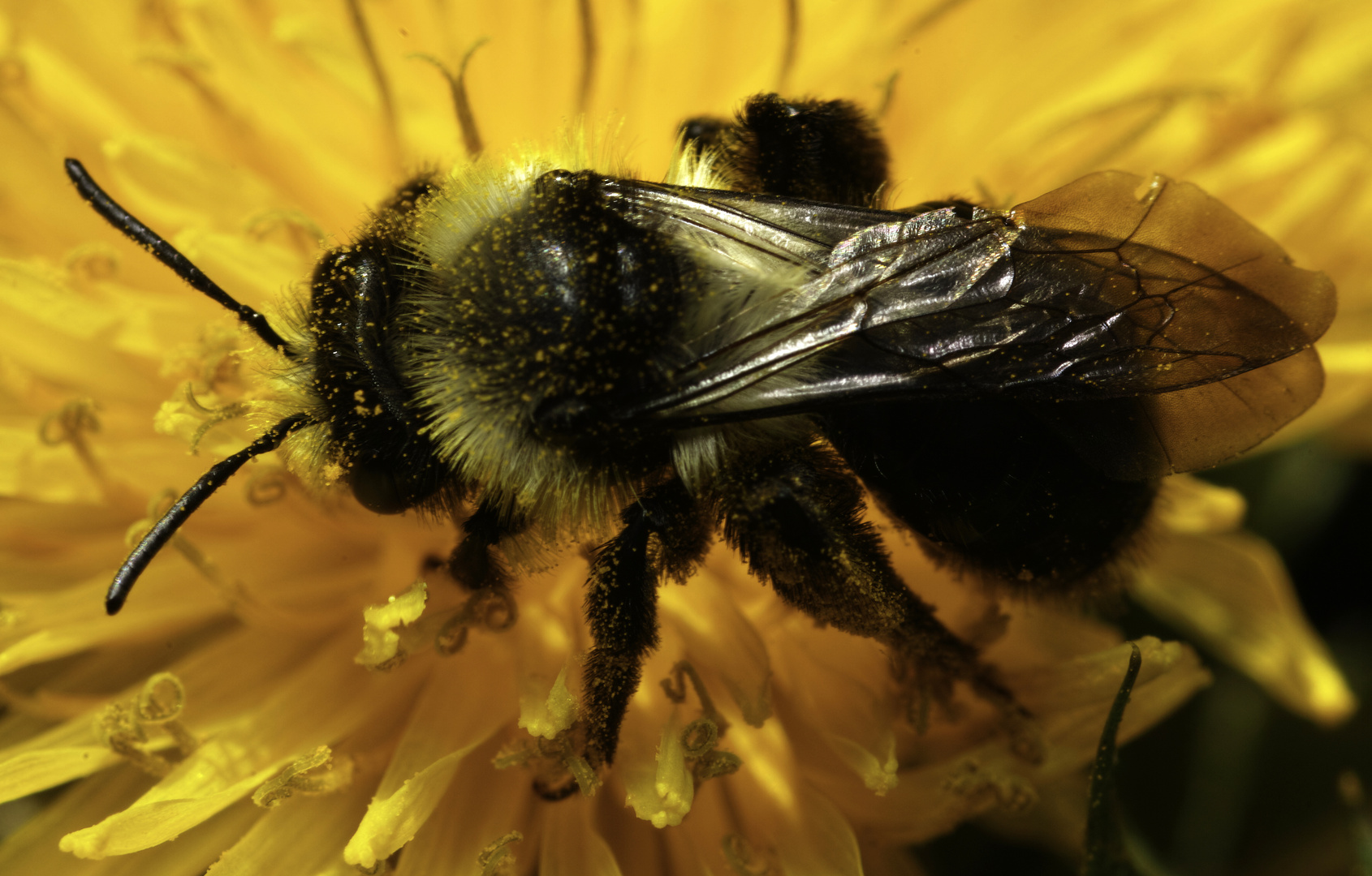 Hummel auf Löwenzahn 2