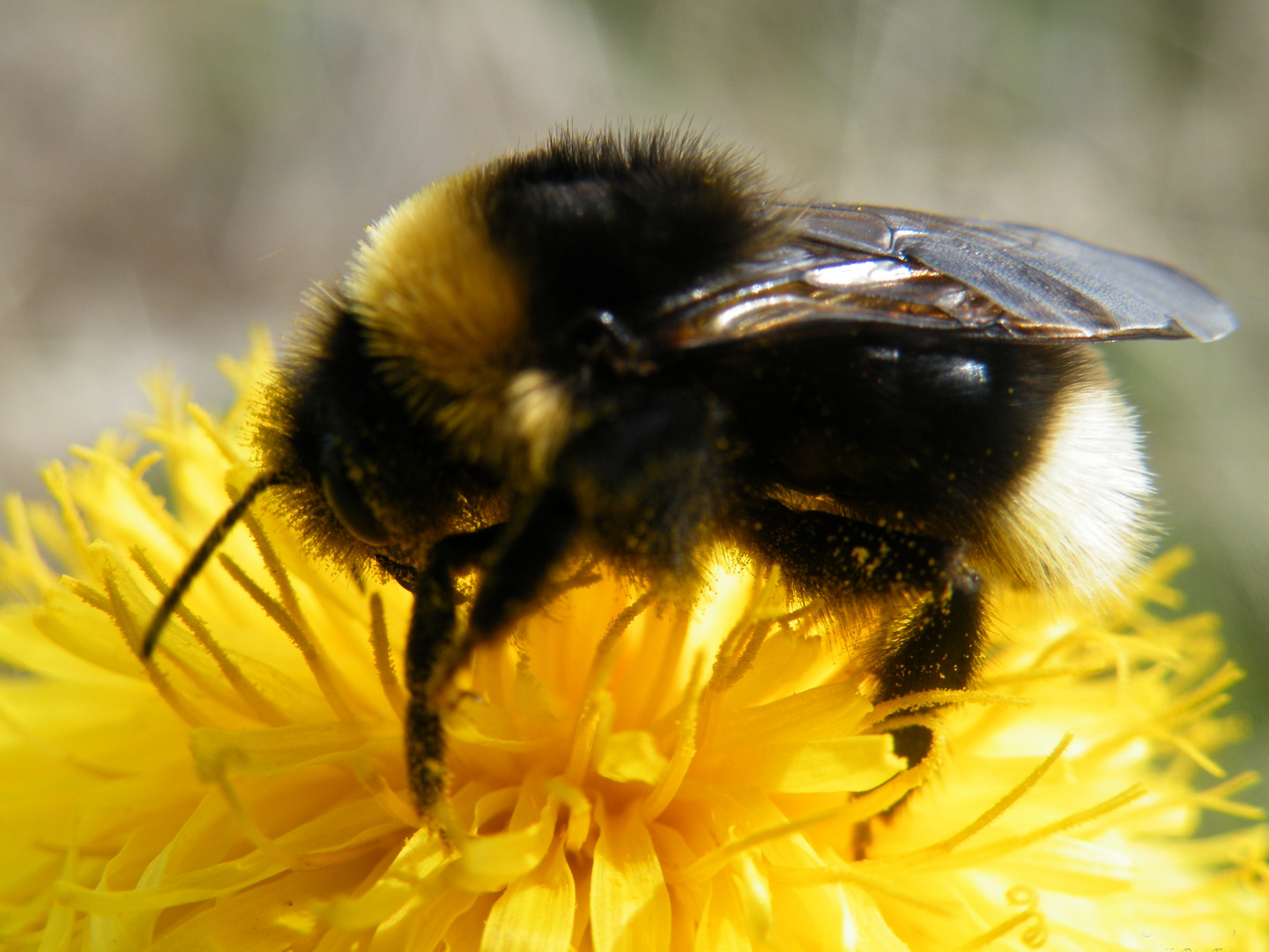 Hummel auf Löwenzahn