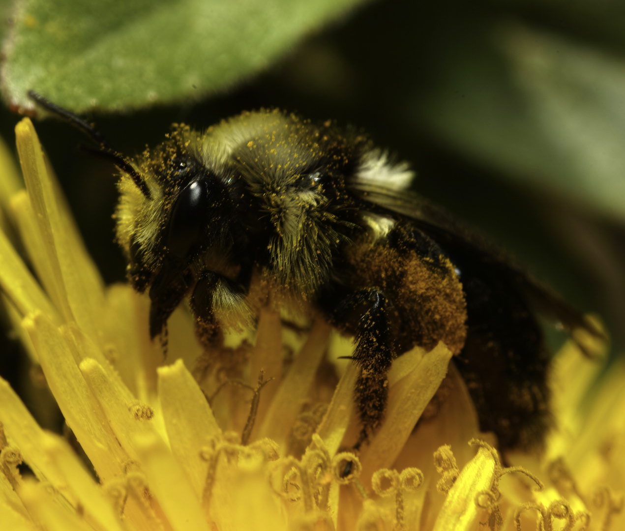 Hummel auf Löwenzahn 3