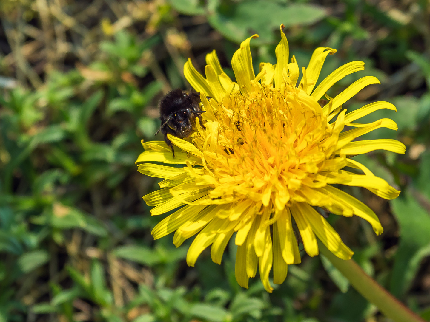 Hummel auf Löwenzahn