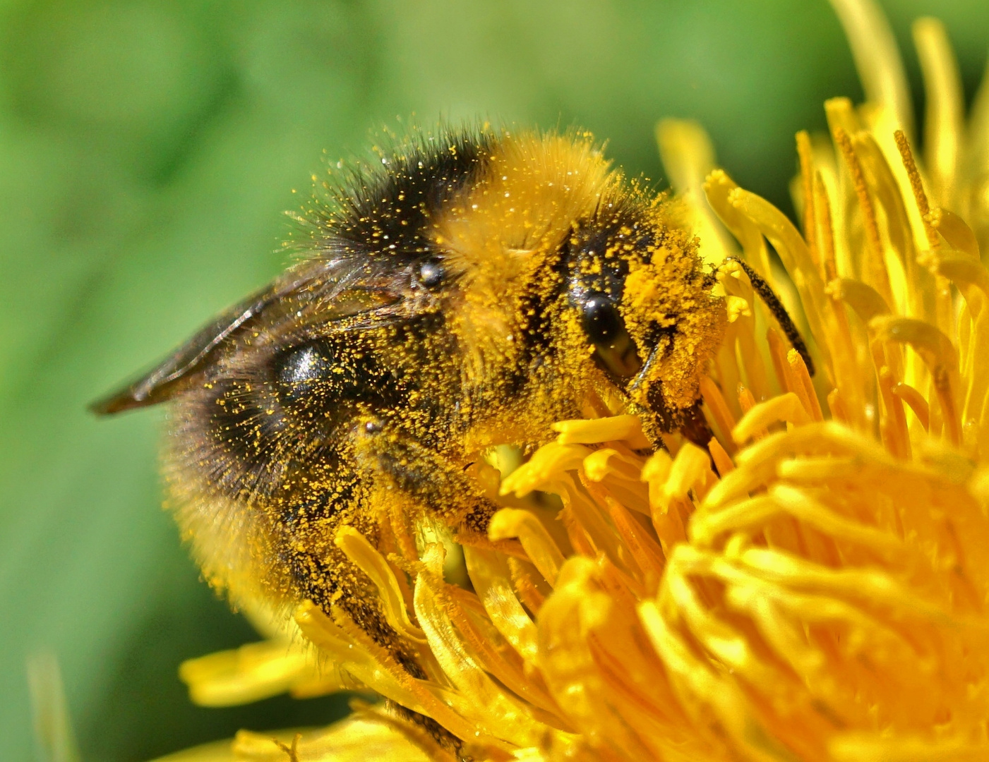 Hummel auf Löwenzahn