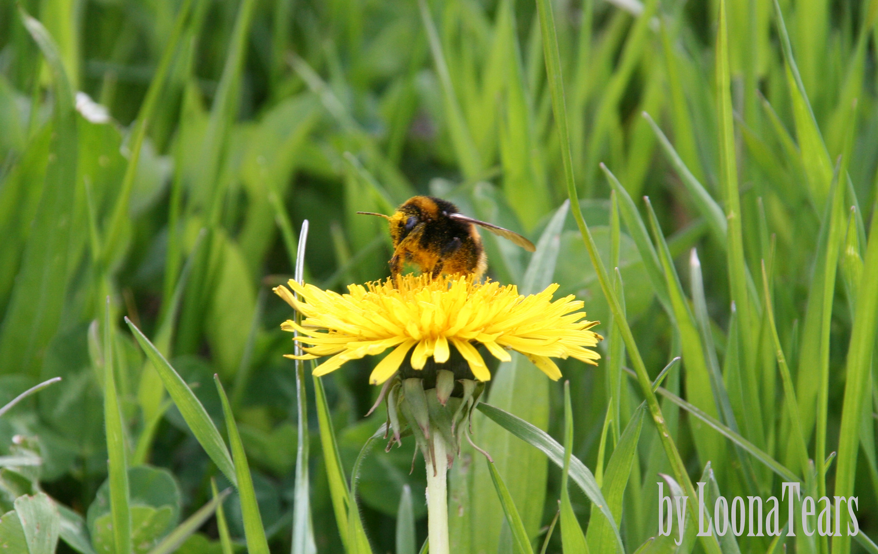 Hummel auf Löwenzahn