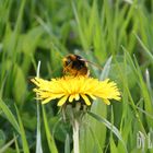 Hummel auf Löwenzahn