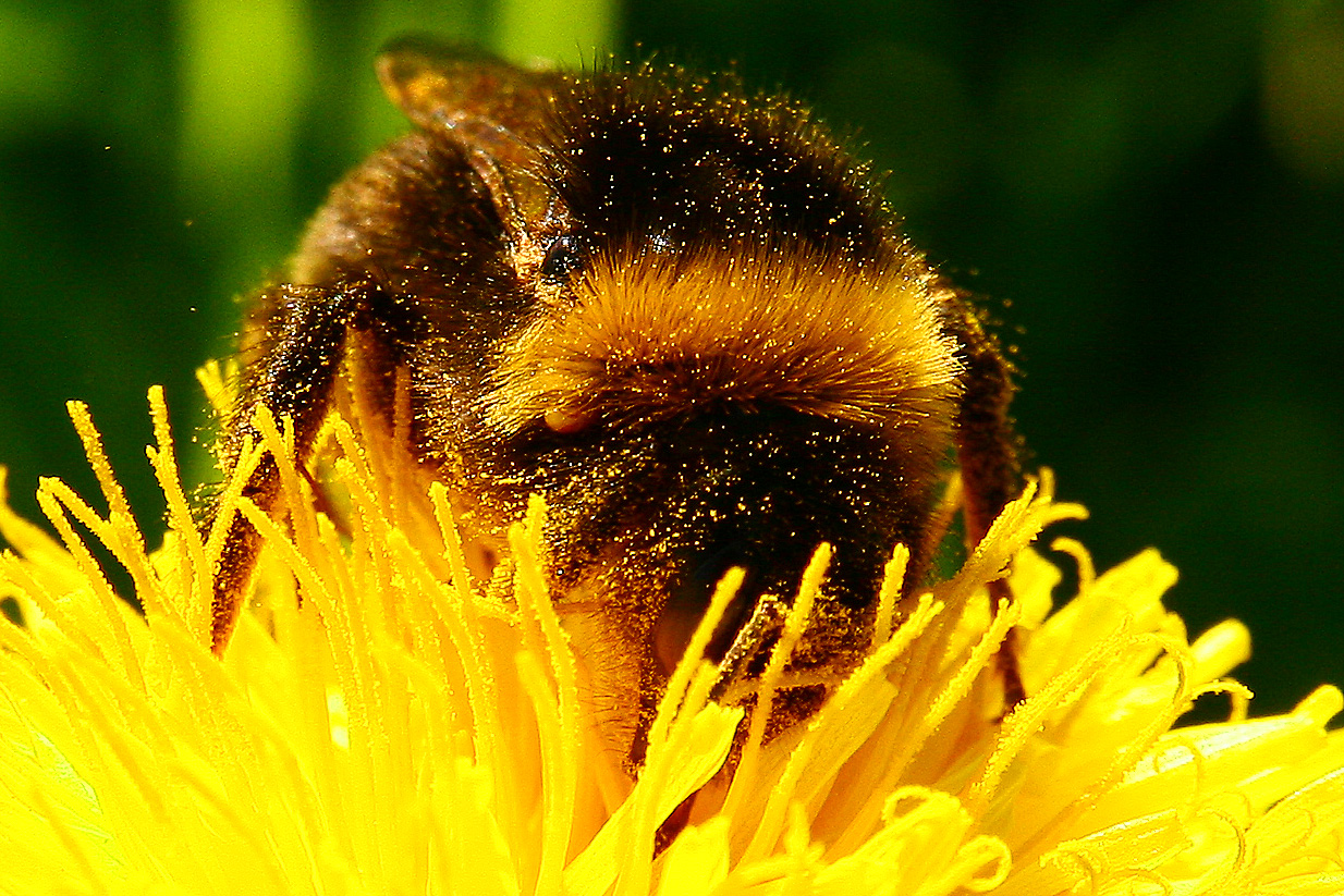 Hummel auf Löwenzahn