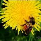 Hummel auf Löwenzahn