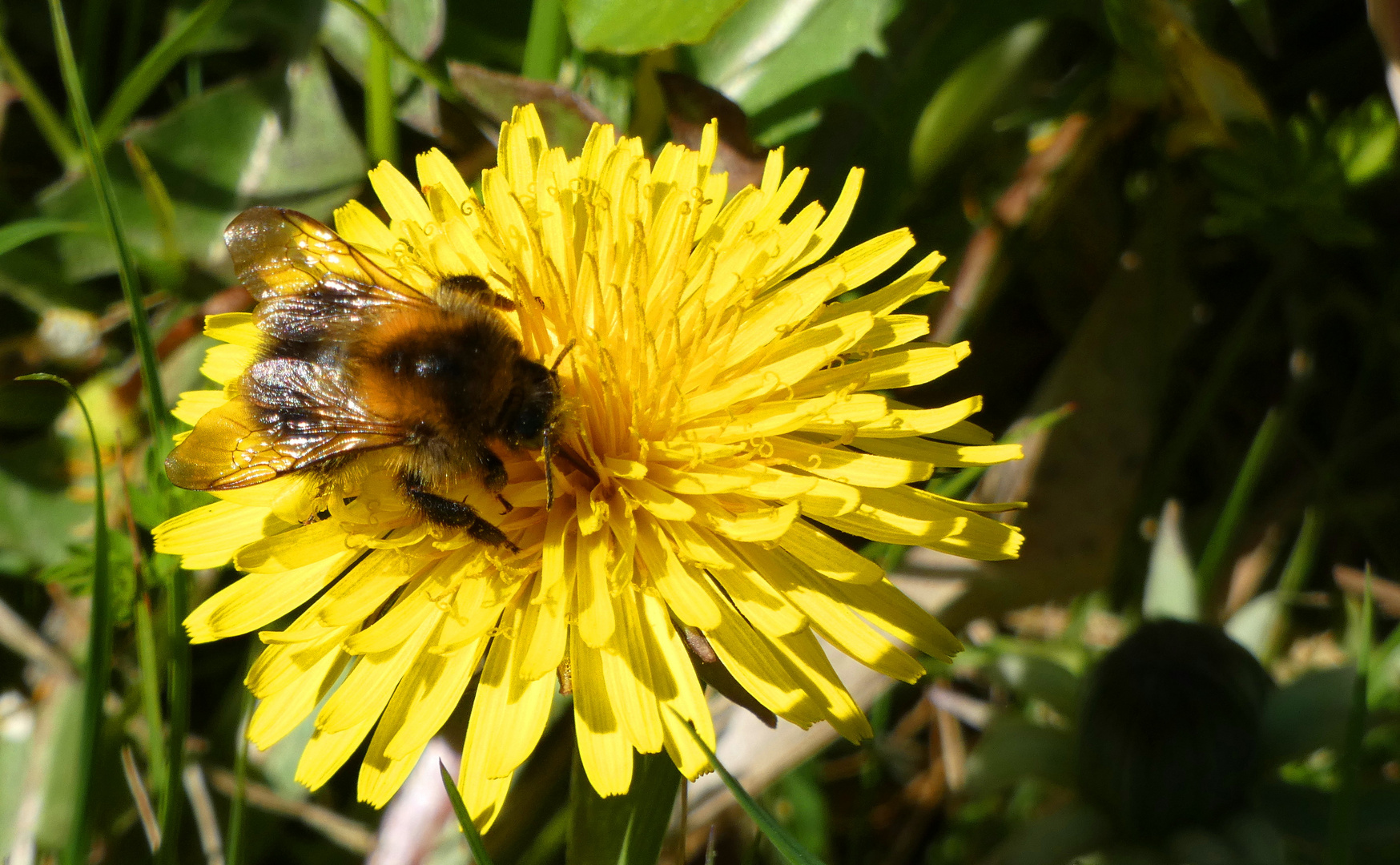 Hummel auf Löwenzahn-Blüte