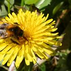 Hummel auf Löwenzahn-Blüte