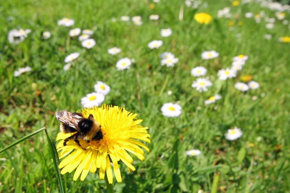 Hummel auf Löwenzahnblüte