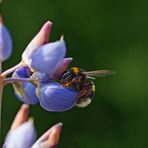 Hummel auf Lupine.