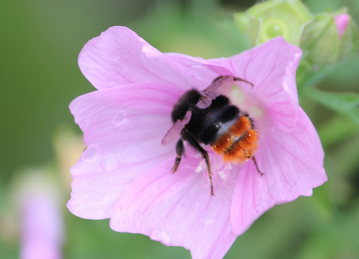 Hummel auf Malve