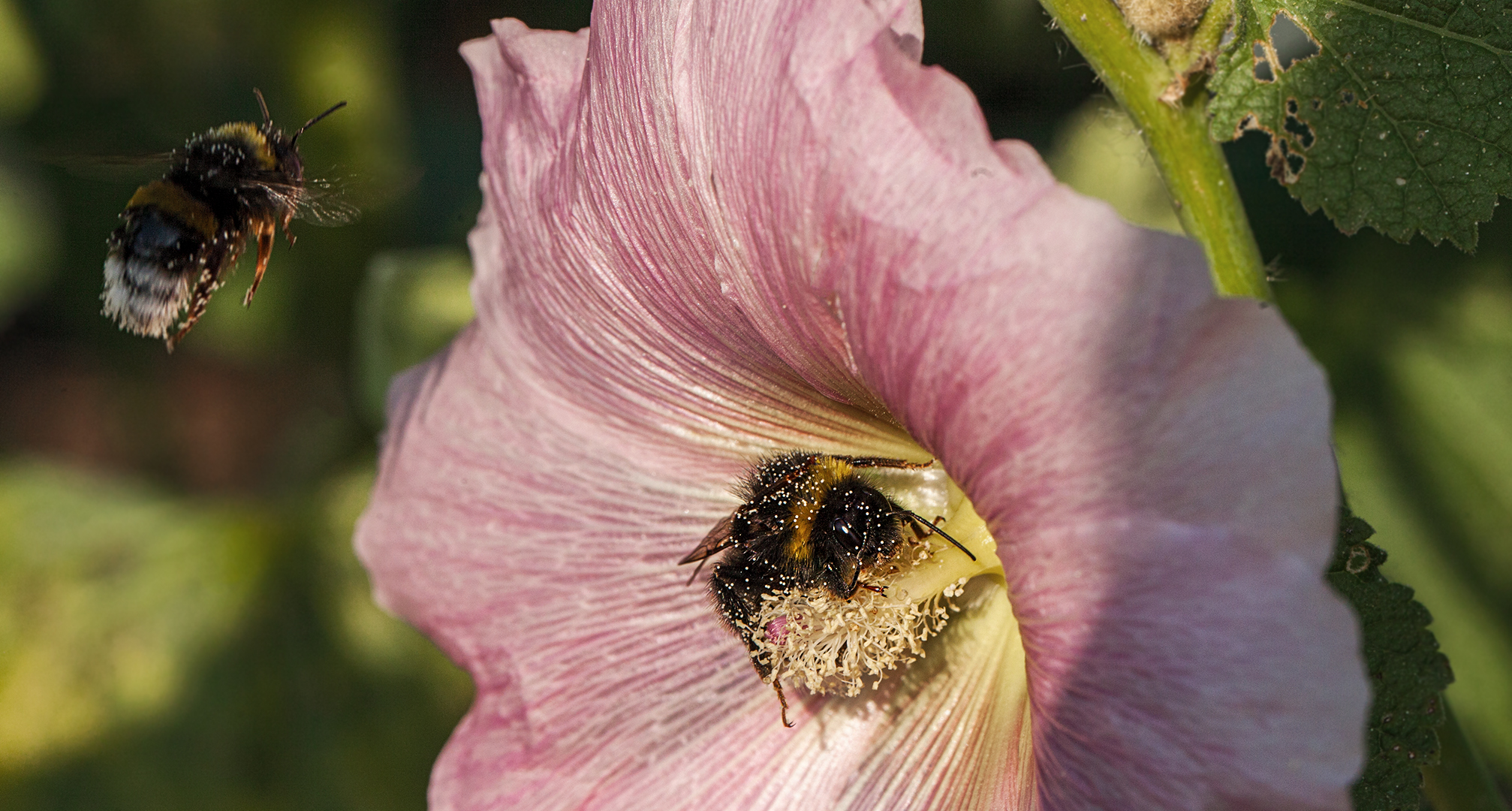 Hummel auf Malvenblüte 005