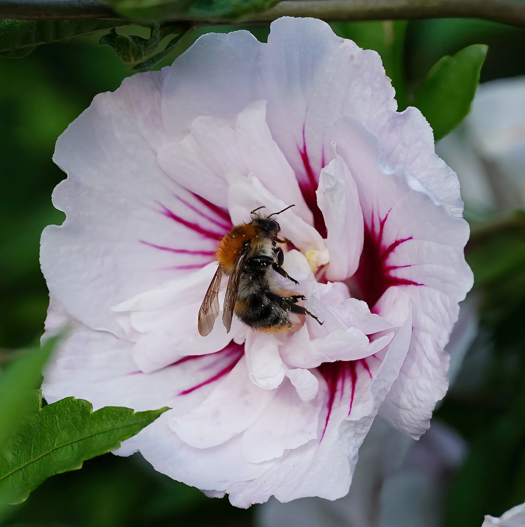 Hummel auf Malvenblüte